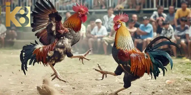 Đá gà Thomo- sảnh đá gà hot nhất từ Campuchia