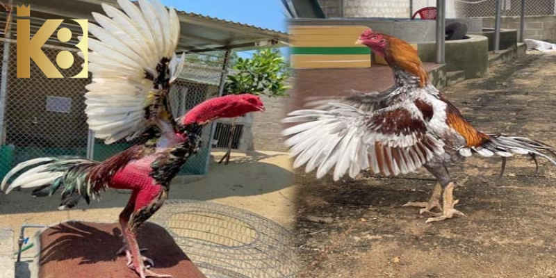 Những chiến kê được tuyển chọn và huấn luyện tinh vi