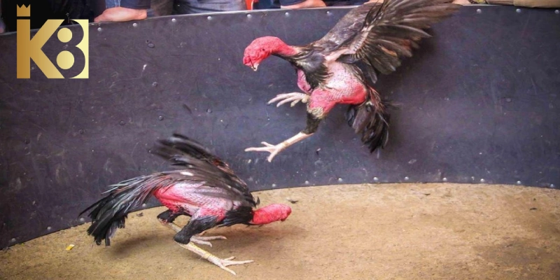 Trường gà đá Thomo có luật chơi, quy định thắng thua rõ ràng