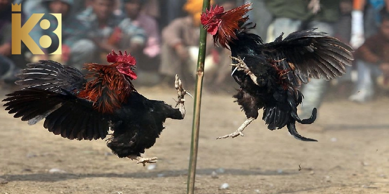 Chơi đá gà online K8BET thắng thưởng minh bạch