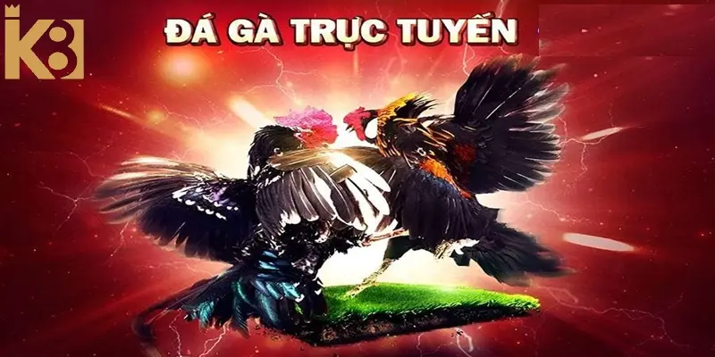 Anh em hãy quan sát kỹ ngoại hình của các chiến kê