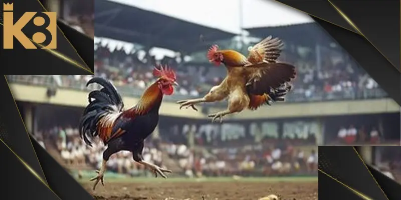 Tại K8BET anh em có thể dễ dàng tham gia chơi đá gà trực tuyến