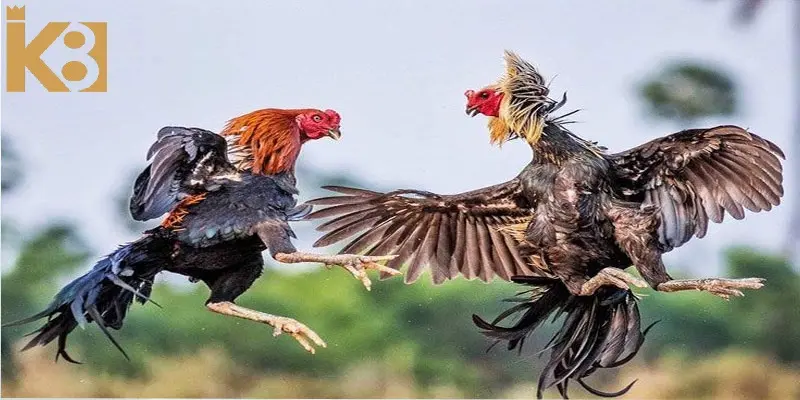 Tựa game thu hút người chơi bởi sự dũng mãnh của những chú kê