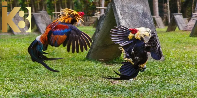 Cú vồ cổ chính xác giúp chiến kê khiến đối thủ dễ mất khả năng chiến đấu