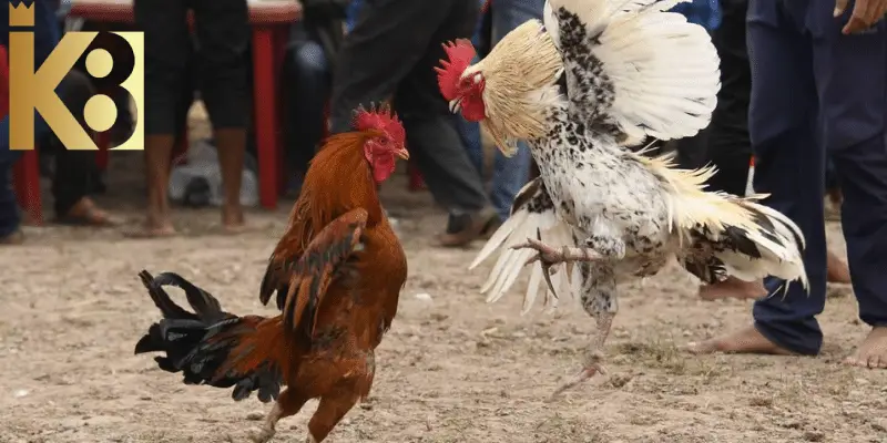 Đá gà lướt sóng đòi hỏi chiến kê phải di chuyển linh hoạt, khéo léo