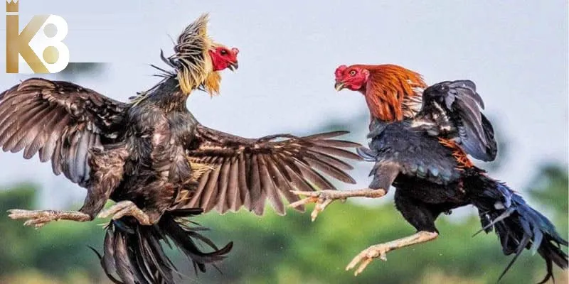 Đá gà trực tiếp thu hút người chơi tham gia đặt cược