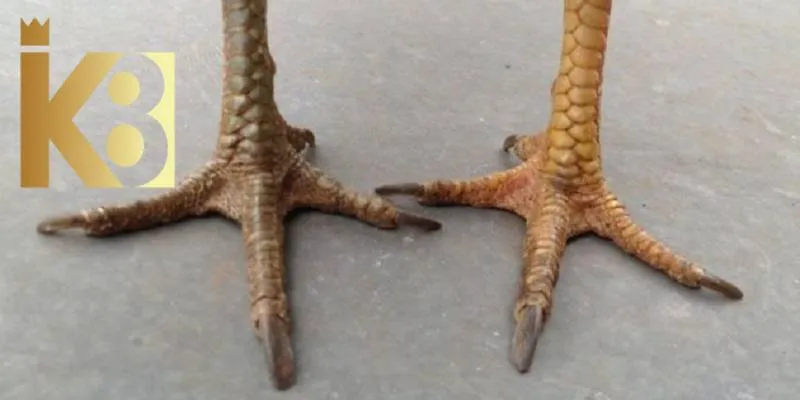 Gà có vảy ấn hoành khai có khả năng xoay chuyển kém