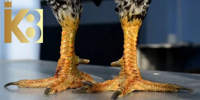 Gà có vảy chậu to cho thấy sự không hoàn chỉnh về cấu trúc cơ