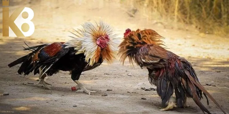 Người chơi cần truy cập sảnh đá gà để tham gia game