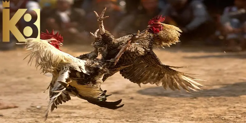 Thế đột ngột giúp chiến kê nhanh chóng đánh bại đối thủ