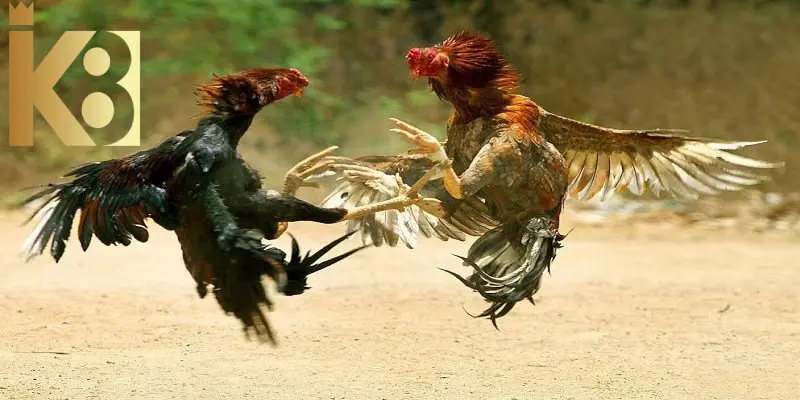 Thế gà đá đòn độc cực kỳ lợi hại trong thi đấu chọi gà