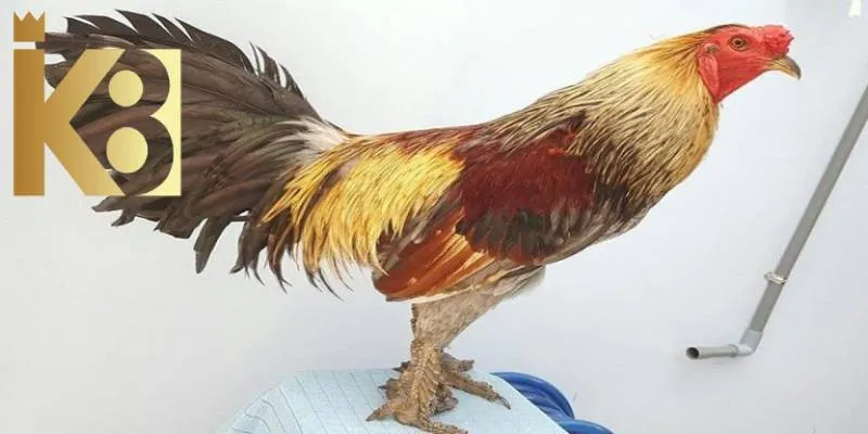 Vảy gà độ tiền chiến báo hiệu khả năng chiến đấu không đạt yêu cầu