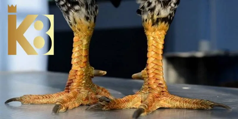 Vảy gà xấu là thuật ngữ thường gặp đối với các khiếm khuyết trên gà chọi